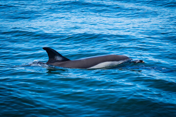 A common dolphin in the open sea out in its natural environment. These playful cetaceans like to...
