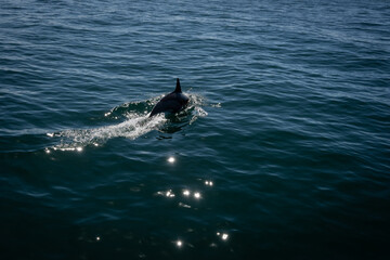 Naklejka premium A common dolphin in the open sea out in its natural environment. These playful cetaceans like to play in the wake of passing boats like this scene in the Mediterranean off the costa del sol in Spain 