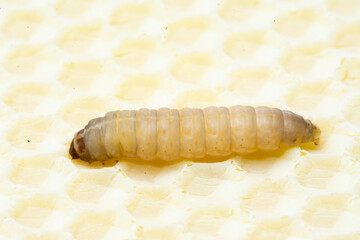 Galleria mellonella; wax moth - bee parasite