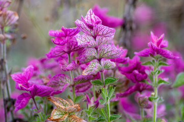 Beautiful sage Salvia viridis flowerin in garden, group of purple annual clary orval leaves on tall green stem in bloom