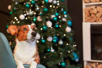 Welsh Corgi Pembroke. A thoroughbred dog. Holidays and events. Christmas