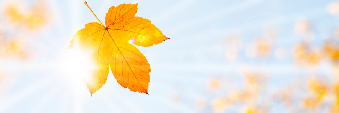 Yellow Acorn Leaf Falling in Bright Autumn Light