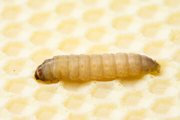 Galleria mellonella; wax moth - bee parasite