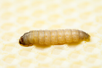 Galleria mellonella; wax moth - bee parasite