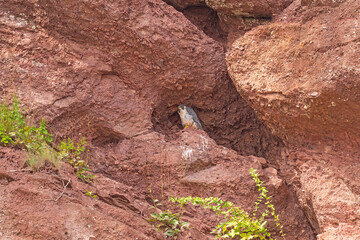 Peregrine Falcon in Its Rocky Nest