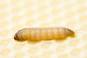 Galleria mellonella; wax moth - bee parasite