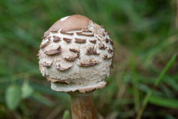 Close up of a shaggy parasol (chlorophyllum rhacodes) mushroom