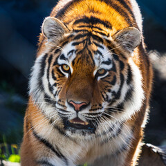 Tiger staring into the camera 