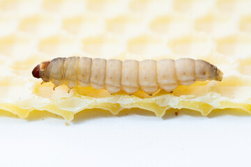 Galleria mellonella; wax moth - bee parasite