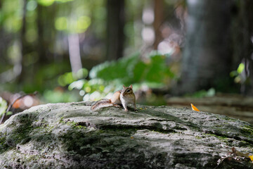 Chipmunk pearched up 