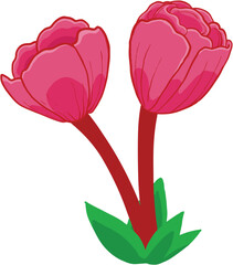 pink tulip flower