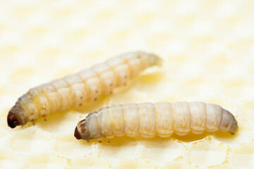 Galleria mellonella; wax moth - bee parasite