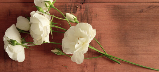 White roses fallen on a wooden board