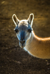 Alpaca With Afternoon Light