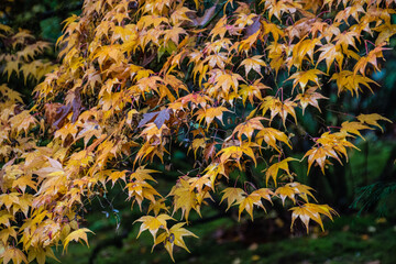 Washington Park Arboretum JApanese Garden, Seattle, Washington