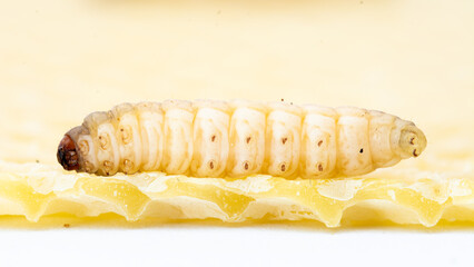 Galleria mellonella; wax moth - bee parasite