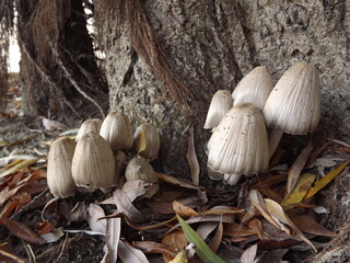 The young forest along the river Danube. Wild mushrooms in a young forest by the Danube river.