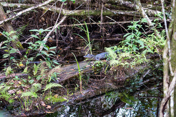 Fakahatchee Strand State Preserve