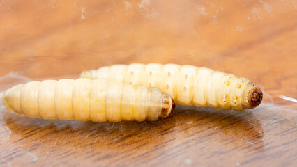 Galleria mellonella; wax moth - bee parasite