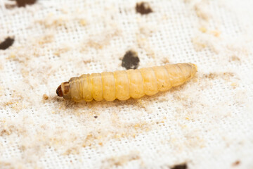 Galleria mellonella; wax moth - bee parasite