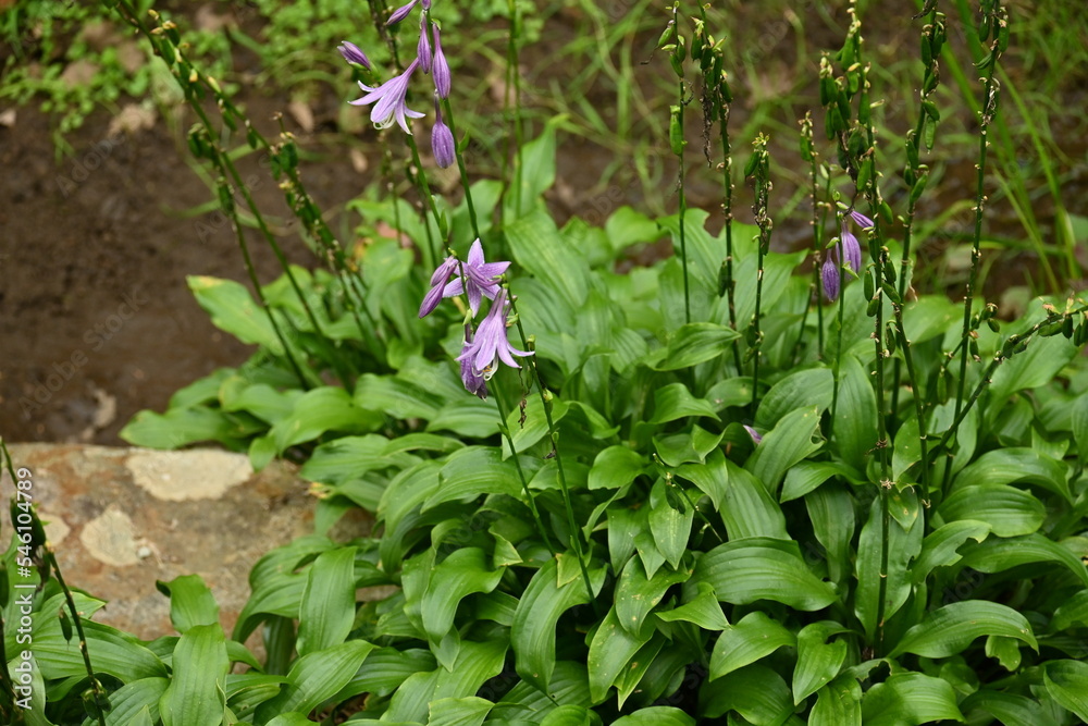 Wall mural Hosta ( Plantain lily ) flowers.
It grows in wetlands in the mountains, and its young shoots are edible wild plants. Flowering season is from June to September.