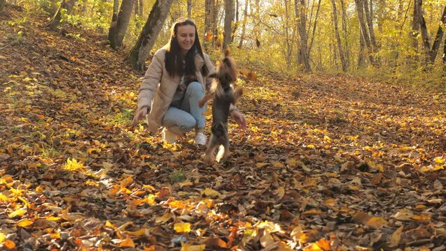 A woman plays with fallen leaves with a dog in an autumn forest or park.