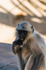 group of curious monkeys at the prayer temple observing visitors