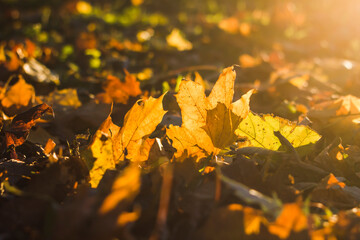 fallen maple castings glowing in the rays of the setting sun passing through them, taken at close range in autumn in the park