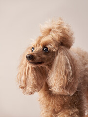 curly little poodle on a beige background. Portrait of a happy pet in the studio