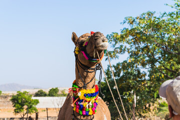 Decorated camels of the desert tribes visiting the city for the annual festival.