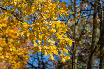barwne złote liście jesienią na drzewie