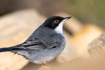 A close-up shot of male Sardinian Warbler