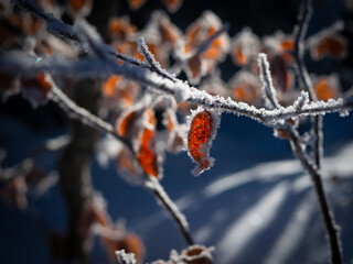 orange autumn leaf covered with frost crystals