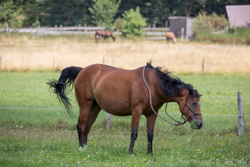 Reiterin mit Pferd