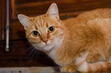 Gato doméstico laranja. Gato ruivo. Retrato.