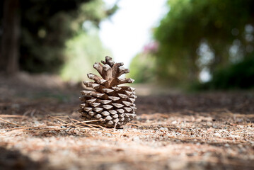 pine cone on the ground in a close shot with a nice blur