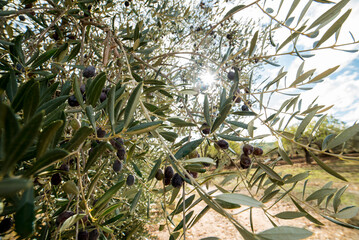 Olive branches full of olives