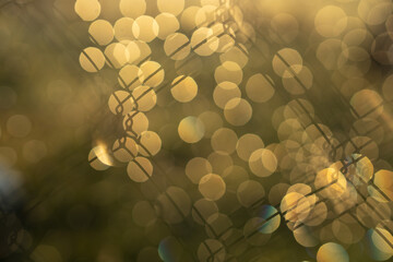 sun glare. glare dew in the early morning on the grid. soothing background. morning magic.