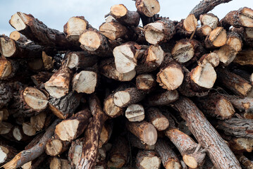 Old holm oak on a large plain with the sun backlit