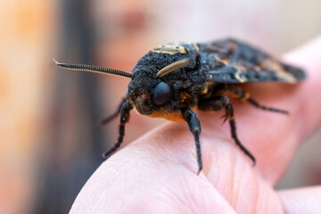 Close-up shot of African death's head hawkmoth
