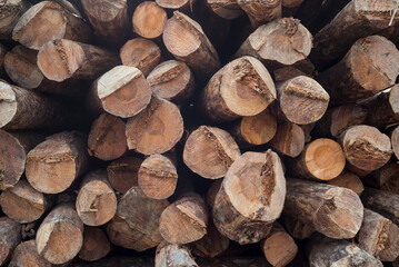 Old holm oak on a large plain with the sun backlit
