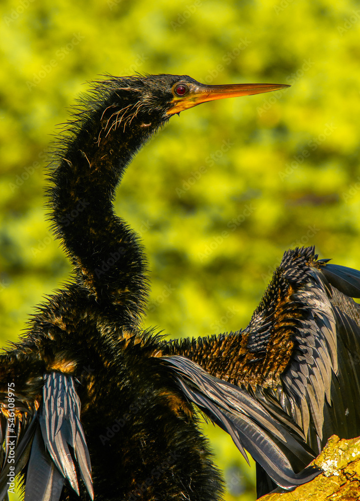 Sticker Beautiful Anhinga Drying its Wings