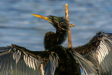 Anhinga Drying Out Its Wings