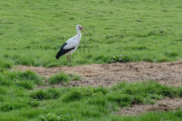 Beautiful stork with its beak wide open, ciconia ciconia, in a meadow looking for food, close to Rotterdam, Netherlands