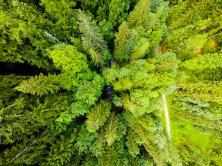 Aerial, drone shot of spruce trees, fly over a coniferous forest, Low Tatras, Slovakia