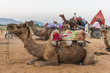 Fototapeta premium Sightseeing camel ride through the desert to the outskirts of the sacred city
