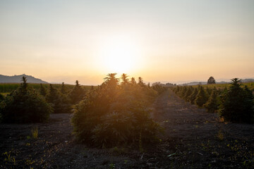 Naklejka na ściany i meble Green cannabis plant sunlit by setting sun among field hemp crops on the plantation