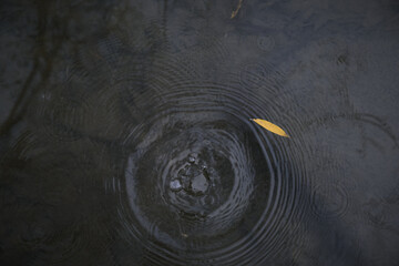 autumn maple fallen leaves under lake water surface with waves circles and sky reflation