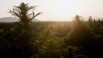 Sunset at Cannabis Field. Hemp Plants for Cbd production.