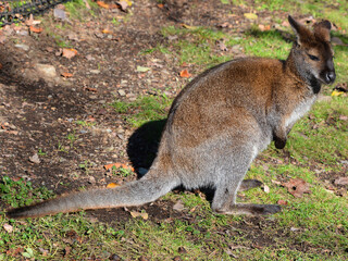 In fall a wallaby is a small or middle-sized macropod native to Australia and New Guinea,